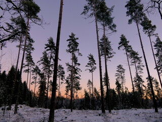 Fototapety na wymiar - Fototapeta24.pl