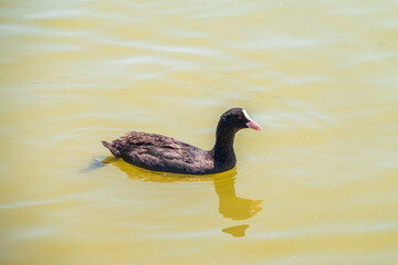 Water bird Eurasian coot, Fulica atra, swiming in shallow water