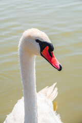 Portrait of a graceful white swan with long neck on blue water background.
