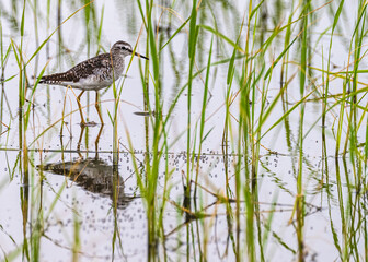 Wood Sandpiper in a paddy field