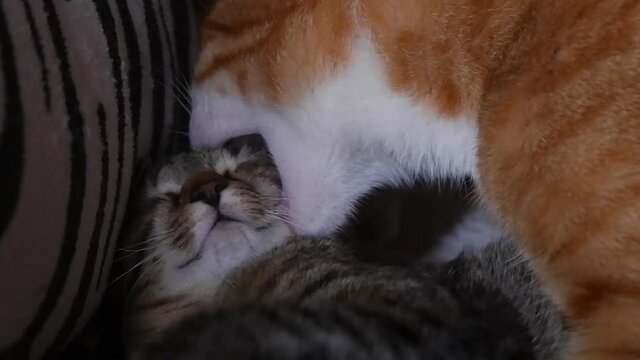 Yellow cat licking grey baby kitten on sofa at home