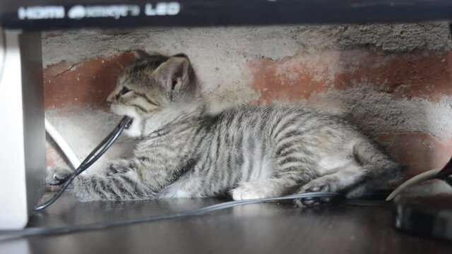 A small baby cat bites a cable from a PC monitor