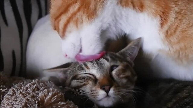 Yellow cat licking grey baby kitten on sofa at home