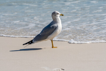 Seagull standing on beach sand as water from ocean wave approaches 