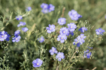 open air wildflowers aroma outdoors on a sunny day