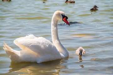 A female mute swan, Cygnus olor, swimming on a lake with its new born baby cygnets. Mute swan protects its small offspring. Gray, fluffy new born baby cygnets.
