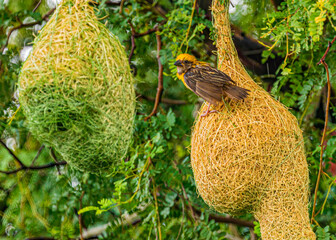 Weaver Bird sitting on on its nest