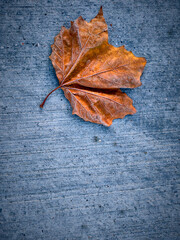 a single autumn leaf on the blue concrete  ground