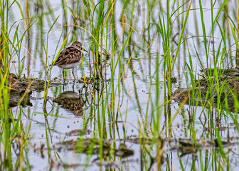 Stint in a paddy field