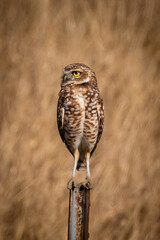 burrowing owl resting