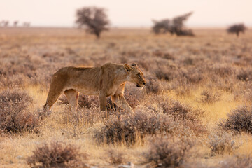 Lioness in Etosha National Park. Namibia