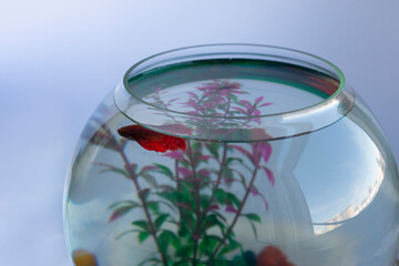 Aquarium with red colored swordtail platyfish also known as xiphophorus, pet