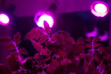 Fototapeta na wymiar Pink color LED grow light rays on tomato little sprouts young plant. Full spectrum growing lamp with ultraviolet UV LED plant lights for cultivation and harvesting eco vegetables.