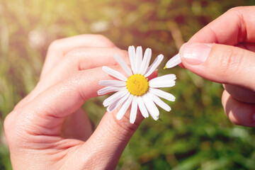 White chamomile flower with yellow core and teared off petals as guess game playing. Bright summer sunlight. Young female hands hold one single white flower.
