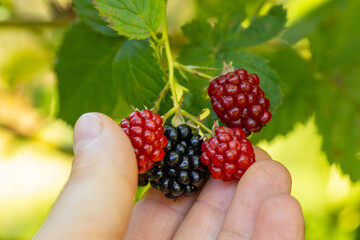 Delicious blackberries ripen on the bush