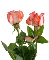 pretty pink rose with water drops close up