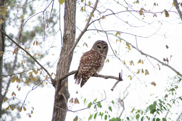 owl on branch