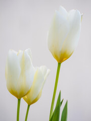Three white and yellow tulips on white background