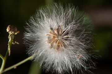 Dandelion, a beautiful dandelion seen through a macro lens, selective focus.