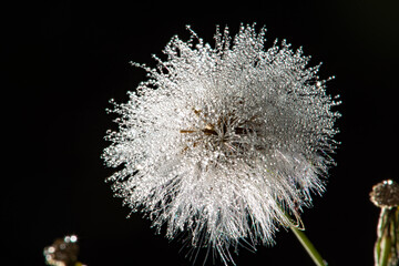 Dandelion, a beautiful dandelion with dew drops seen through a macro lens, selective focus.