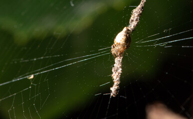 Beautiful spider web with dew drops seen through a macro lens, selective focus.