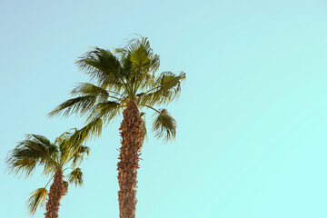 Palm trees on a background of blue sky green juicy leaves copy place.