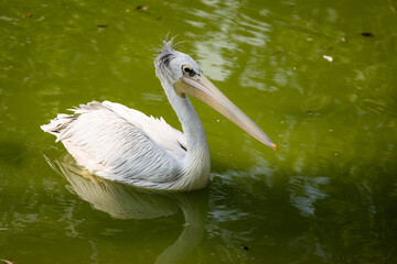 Pelican in the Zoo © Jakub Wąsowicz