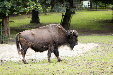 A bison in the Zoo - obrazy, fototapety, plakaty