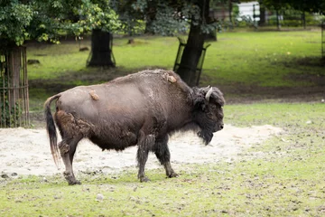 Foto op Plexiglas A bison in the Zoo © Jakub Wąsowicz