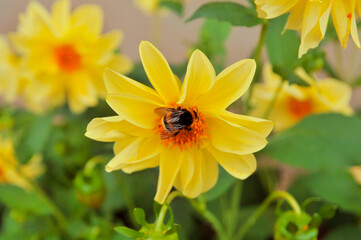 Bumblebee on yellow flower, beautiful dahlias flower bed. Nature landscape