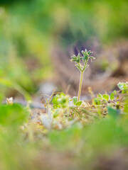 Detailed of a plant on the ground