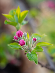 Vertical closed flowers on the tree branch