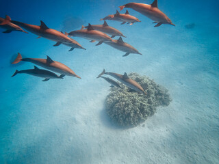 Fototapeta premium freediving with free dolphins in egypt bay