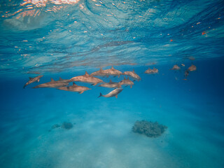 freediving with free dolphins in egypt bay