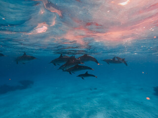 freediving with free dolphins in egypt bay