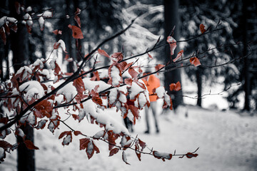 Fichtelsee, near Bayreuth in Germany