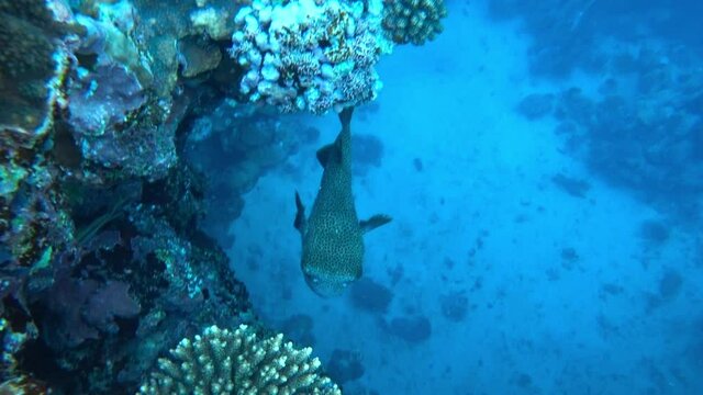 Obrázky Diodon procházejte fotografie, vektory a videa 1,586 Adobe
