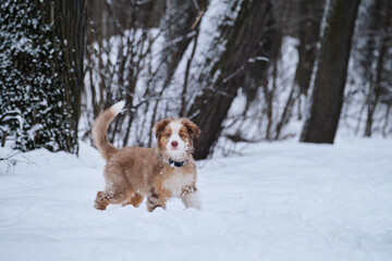 Aussie puppy walks in snow in winter park and enjoys life. Australian Shepherd Red Merle is young dog with funny ears and long tail.