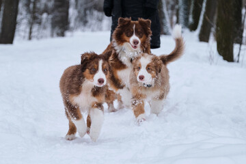 Aussie puppies run through snow with their brown dog mom and human owner. Shepherd kennel on walk. Two brothers of Australian Shepherd puppy red Merle and tricolor are having fun in winter park.