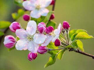 Open flower and other closed on the tree branch