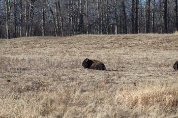Herd of Plains Bison in a Field