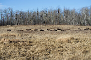 Herd of Plains Bison in a Field