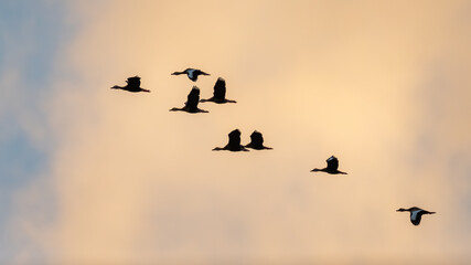 Flying Birds