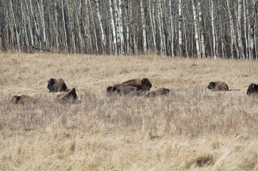 Herd of Plains Bison in a Field
