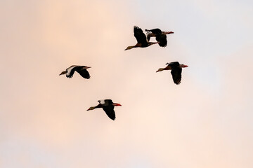 Flying Birds