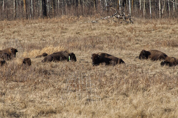 Herd of Plains Bison in a Field