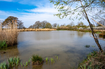 Fototapeta na wymiar Pond with trees behind