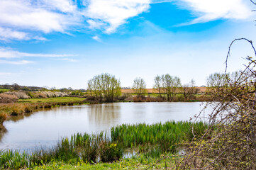 Pond with trees behind it