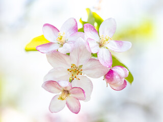 Open red and white flowers with water drops