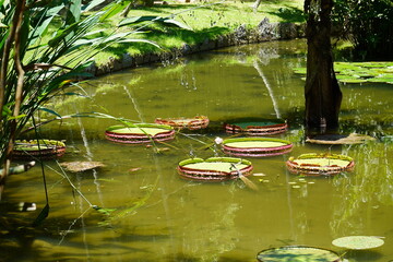 Aquatic plant species Victoria Regia or water lily. Victoria amazonica is the largest of all lilies and native to the tropical rainforest of Amazonas, Brazil.